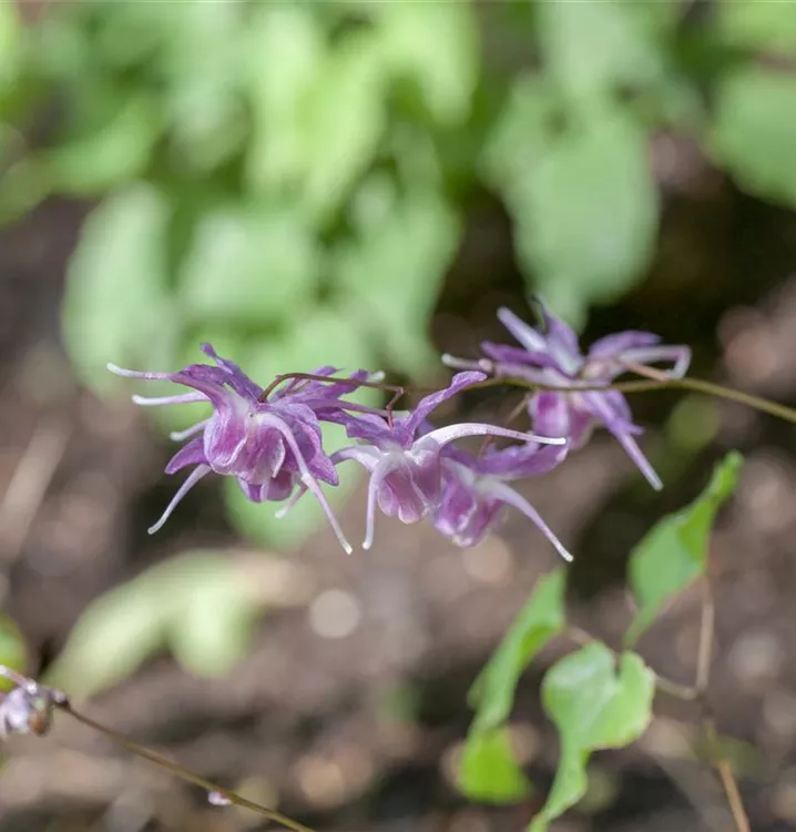 Epimedium grandiflorum 'Lilafee'