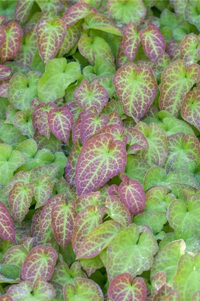 Epimedium x perralchicum 'Frohnleiten'