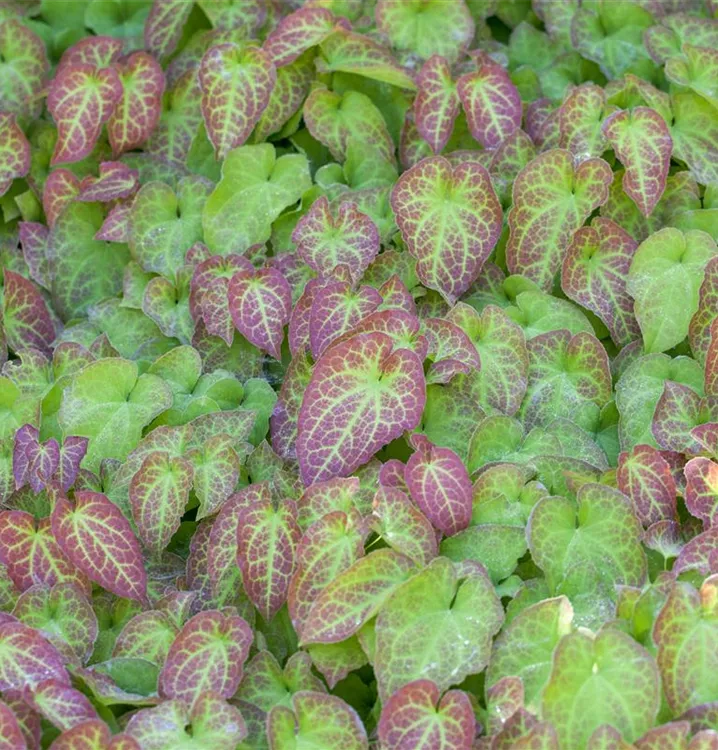 Epimedium x perralchicum 'Frohnleiten'