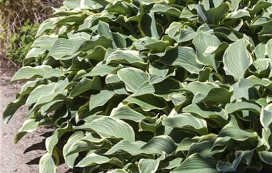 Hosta x fortunei 'Francee'