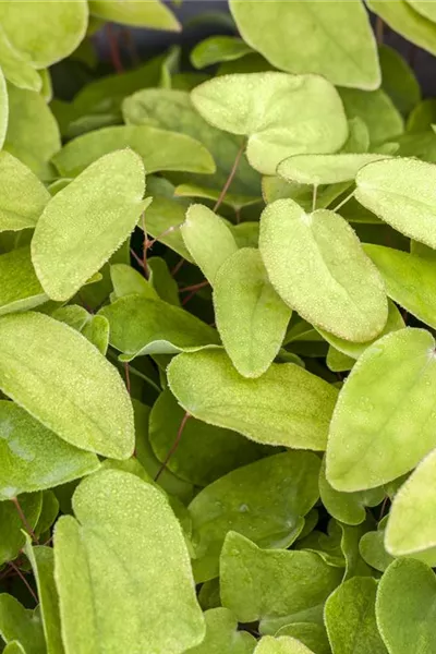 Epimedium x rubrum