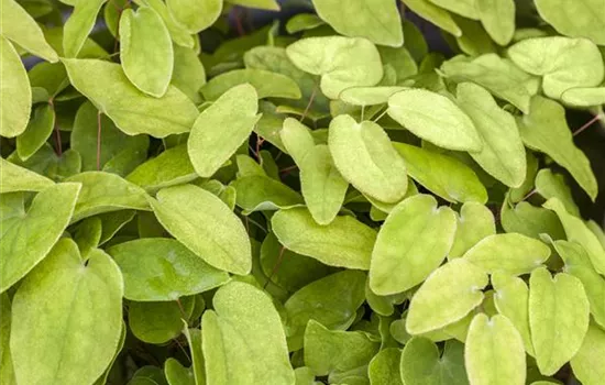 Epimedium x rubrum