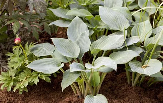 Hosta x tardiana 'Halcyon'