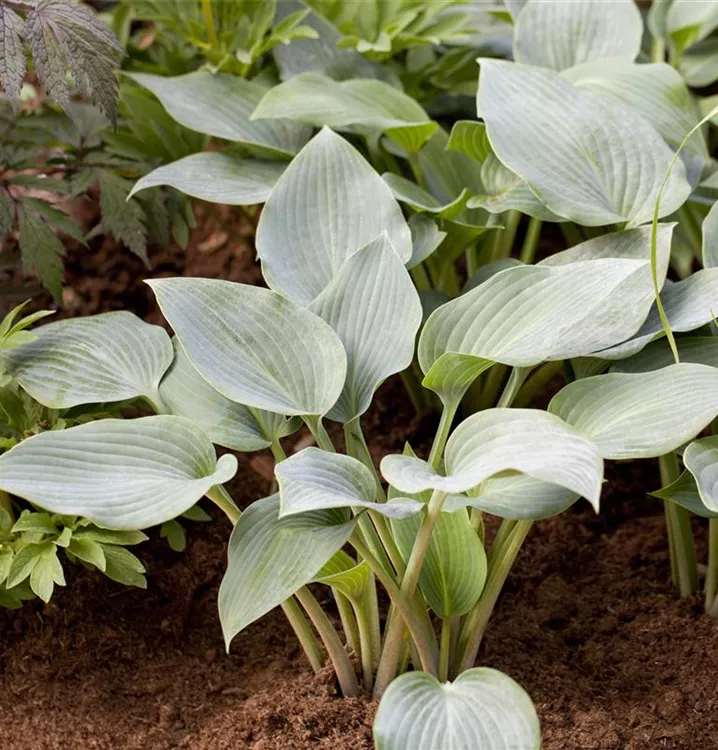 Hosta x tardiana 'Halcyon'