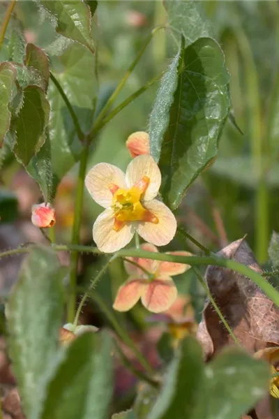 Epimedium x warleyense 'Orangekönigin'