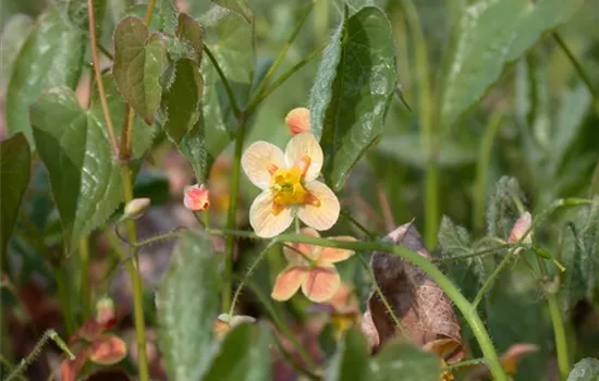 Epimedium x warleyense 'Orangekönigin'