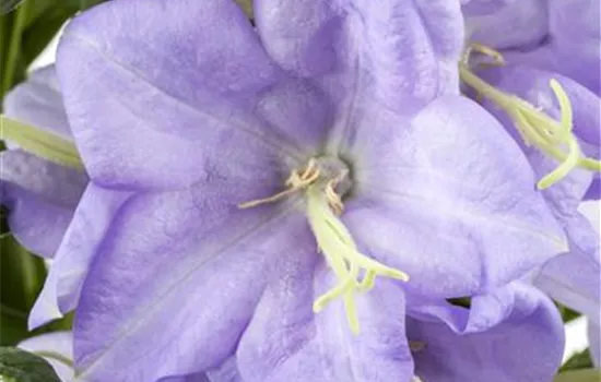 Campanula persicif., blau