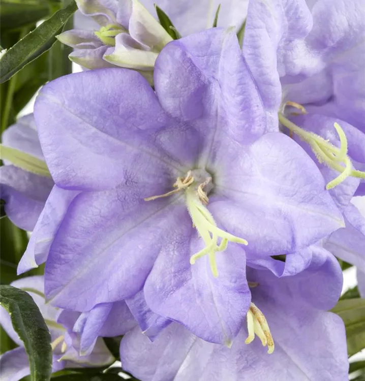 Campanula persicif., blau