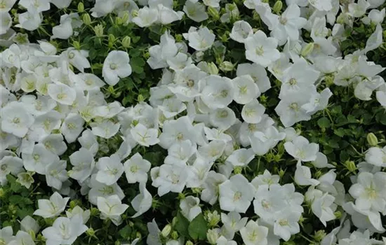 Campanula persicif., weiß