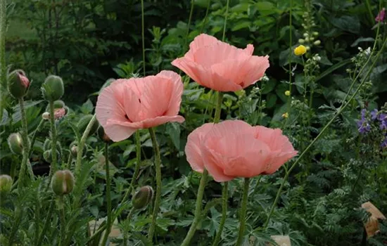 Papaver orientale, rosa