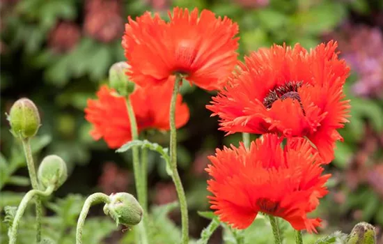 Papaver orientale, rot