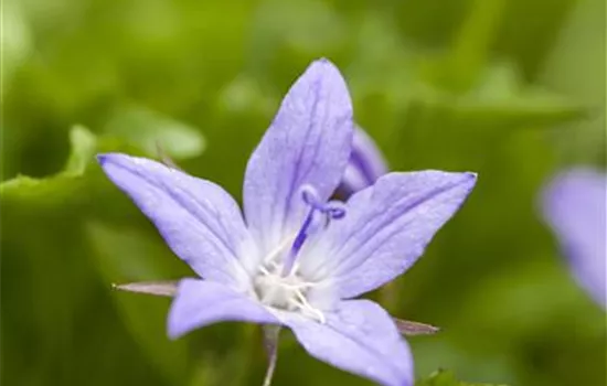 Campanula poscharskyana, blau