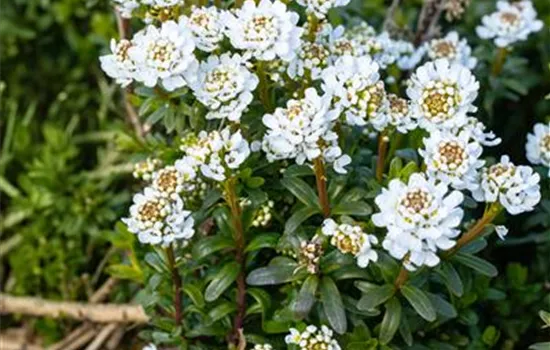 Iberis sempervirens 'Zwergschneeflocke'