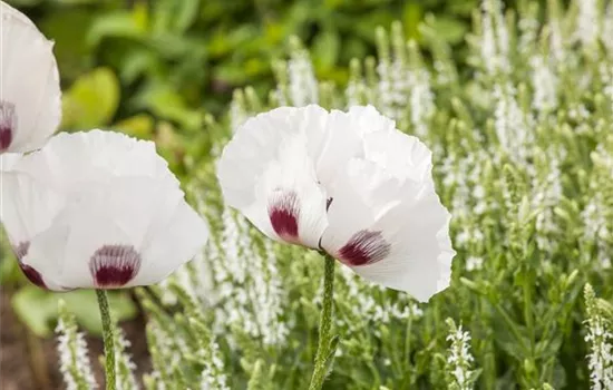 Papaver orientale, weiß