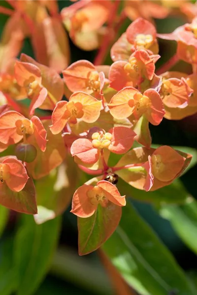 Euphorbia amygdaloides 'Purpurea'