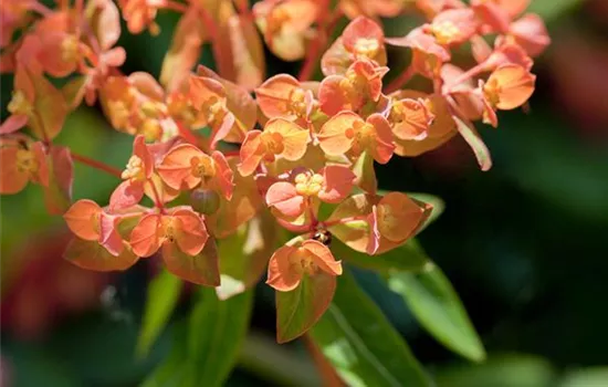 Euphorbia amygdaloides 'Purpurea'