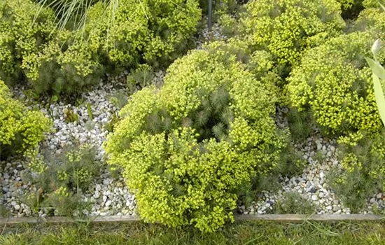 Euphorbia cyparissias 'Fens Ruby'