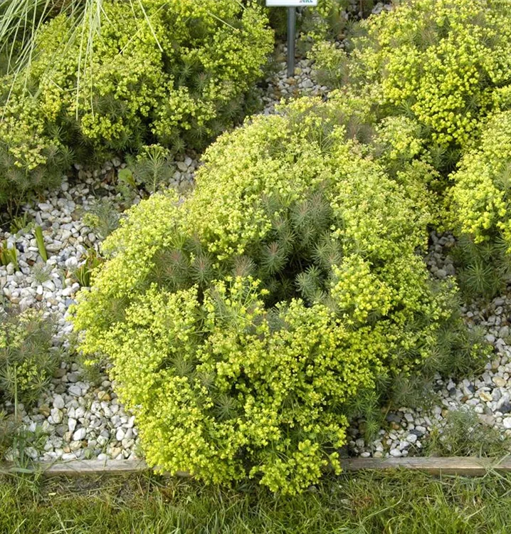 Euphorbia cyparissias 'Fens Ruby'