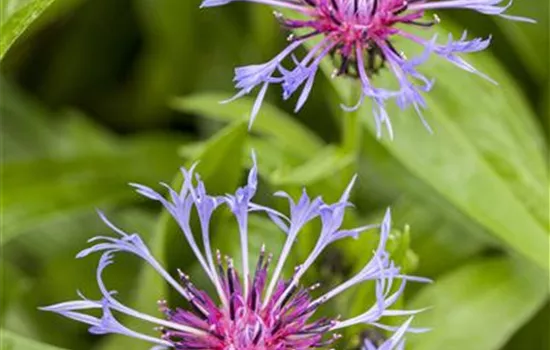 Centaurea montana