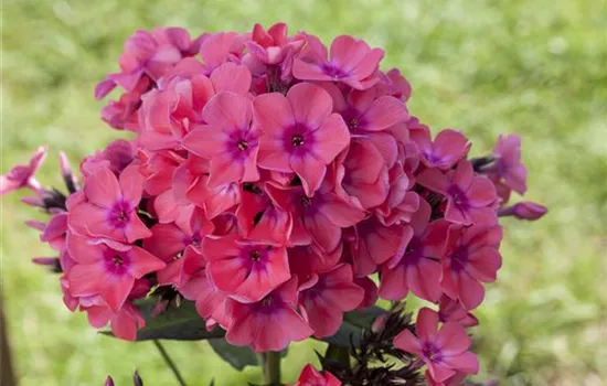 Phlox paniculata, rosa