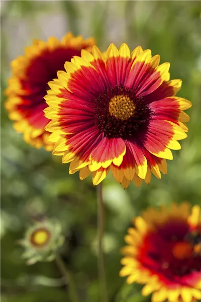 Gaillardia x grandiflora 'Fackelschein'