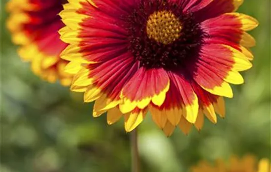 Gaillardia x grandiflora 'Fackelschein'