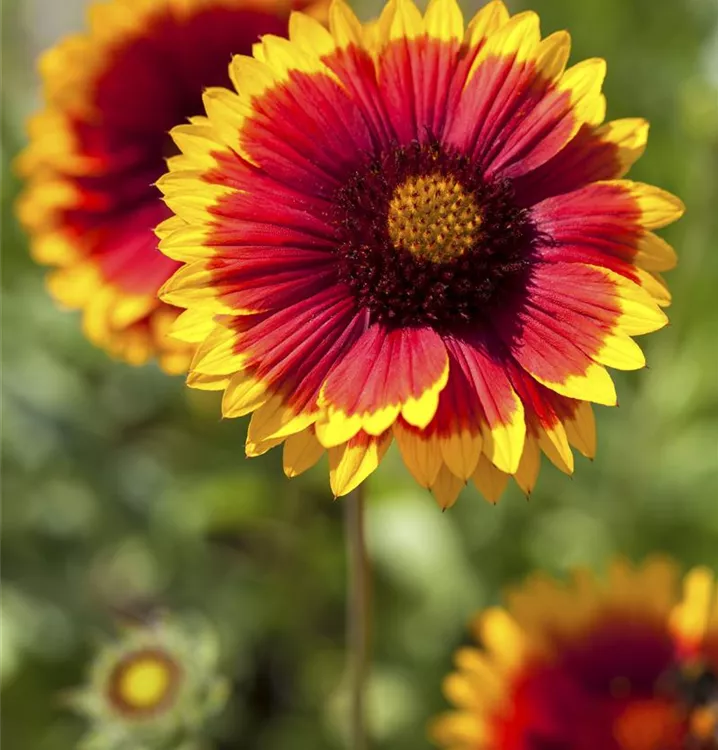 Gaillardia x grandiflora 'Kobold'