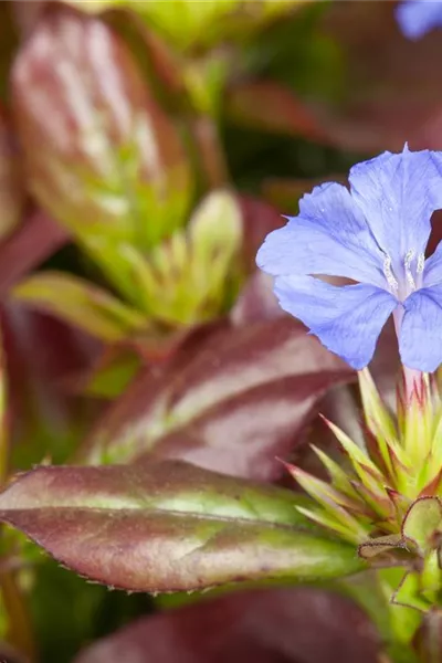 Ceratostigma plumbaginoides