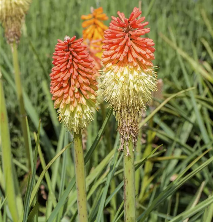 Kniphofia x praecox