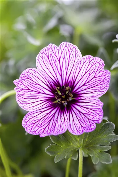 Geranium cinereum 'Ballerina'