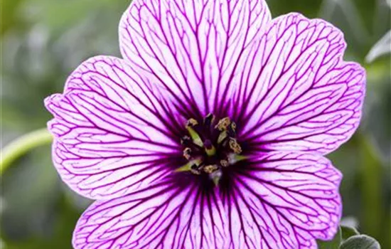 Geranium cinereum 'Ballerina'