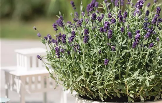 Lavandula angustifolia 'Dwarf Blue'