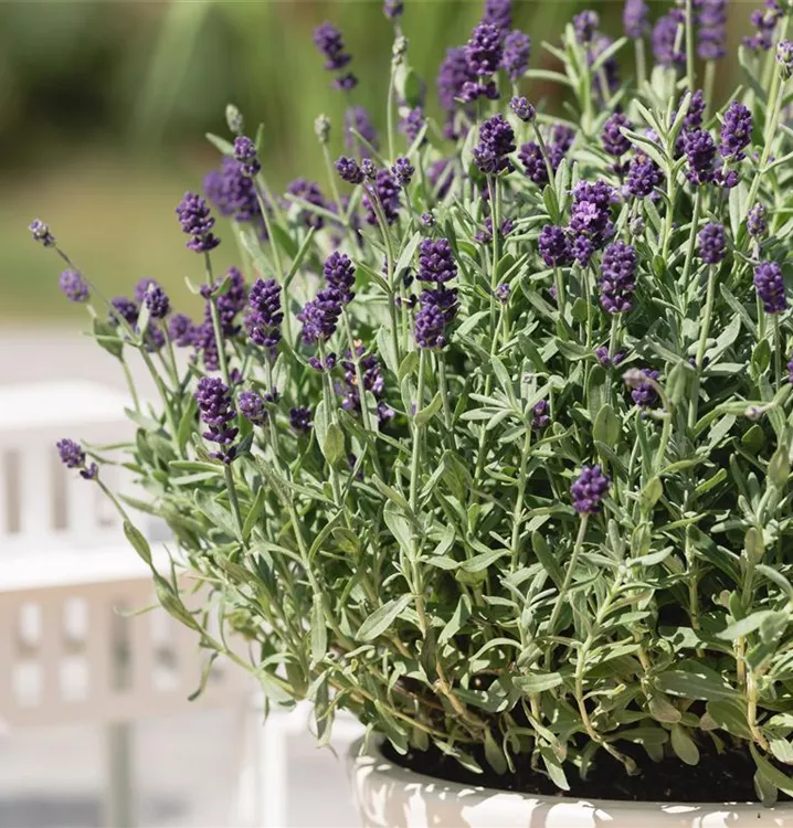 Lavandula angustifolia 'Dwarf Blue'