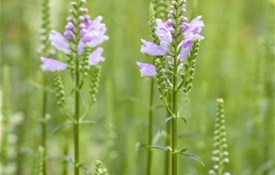 Physostegia virginiana, rosa