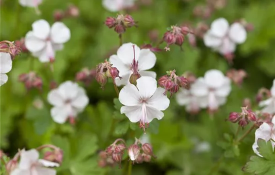 Geranium x cantabrigiense 'Biokovo'