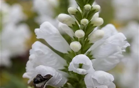 Physostegia virginiana, weiß