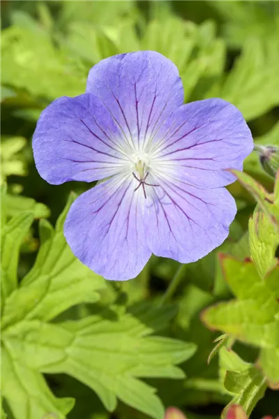 Geranium pratense 'Johnson's Blue'