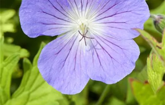 Geranium pratense 'Johnson's Blue'