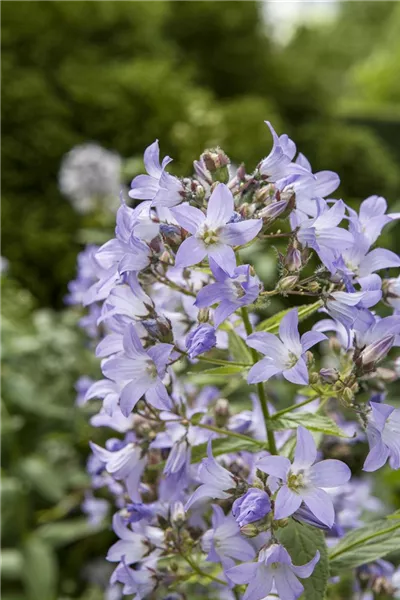 Platycodon grandiflorus, blau