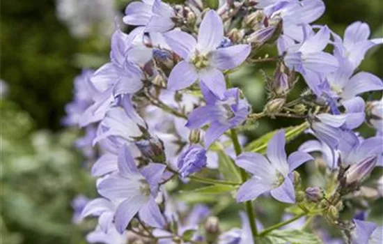 Platycodon grandiflorus, blau