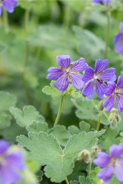 Geranium renardii 'Philippe Vapelle'