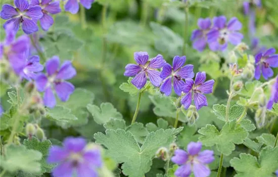 Geranium renardii 'Philippe Vapelle'