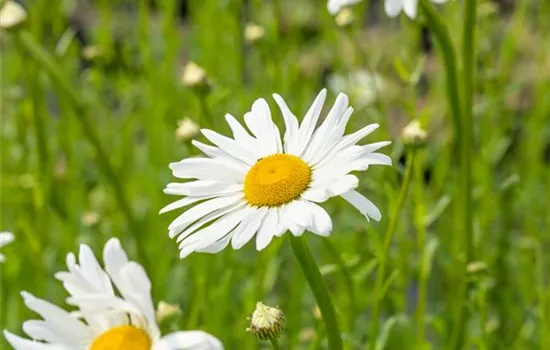 Leucanthemum vulgare 'Maikönigin'