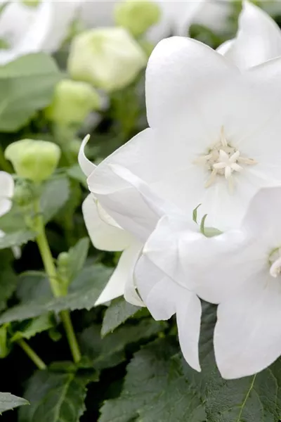 Platycodon grandiflorus, weiß