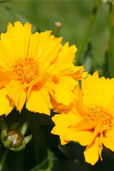 Coreopsis grandiflora 'Sunray', gen.