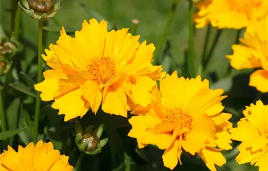 Coreopsis grandiflora 'Sunray', gen.