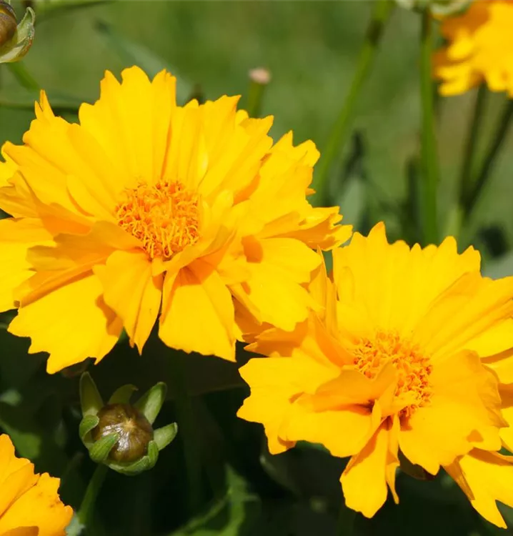 Coreopsis grandiflora 'Sunray', gen.