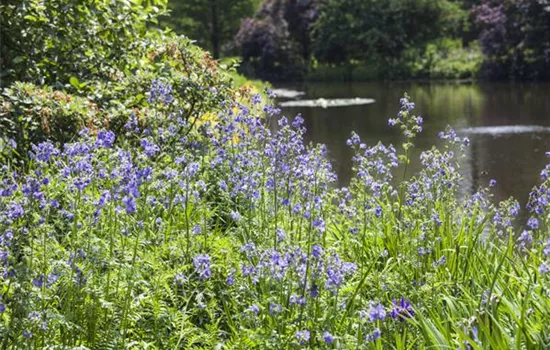 Polemonium caeruleum