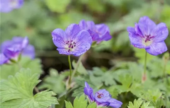 Geranium wallichianum 'Rozanne' -R-