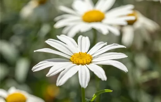 Leucanthemum x superb.'Gruppenstolz'